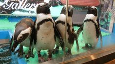 Penguin Bar Japan7