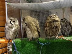 Owl Cafe Japan Owls2
