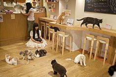 Cat Cafe Japan2