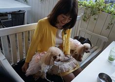 Woman in Pen With Dogs Cafe Japan