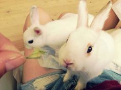 Bunny Cafe Japan White Bunnies