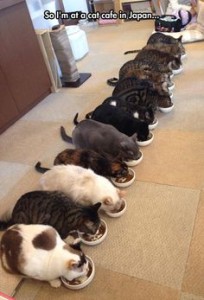 Cat Cafe Japan Feeding Time