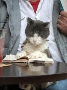 Cat Cafe Japan Cat Reading