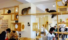 Cat Cafe Japan3