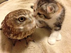 Owl Cafe Japan Owl and Kitten
