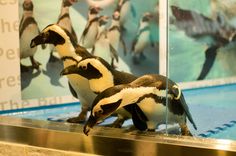 Penguin Bar Japan4