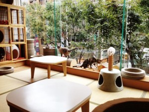 Cat Cafe Japan5