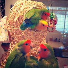 Kotori Small Bird Cafe Japan Parrots