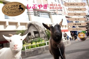 Sakuragaoka Cafe Goats3