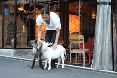 Sakuragaoka Cafe Goats2