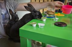 Bunny Cafe Japan Man Black Bunny on Table