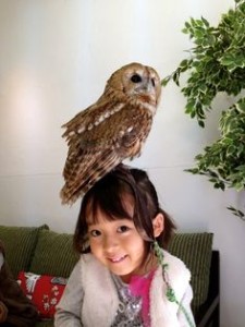 Owl Cafe Japan Owl on Girls Head