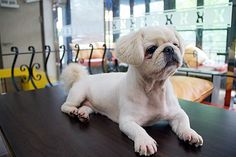 Small Dog on Table Dog Cafe Japan