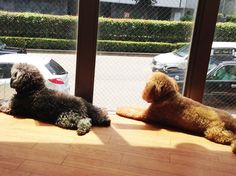 Dogs looking out Window Dog Cafe Japan