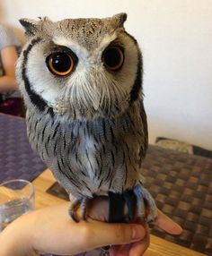 Owl Cafe Japan Owl2