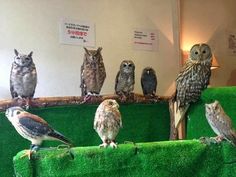 Owl Cafe Japan Owls