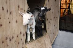 Sakuragaoka Cafe Goats