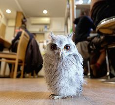 Owl Cafe Japan Owl
