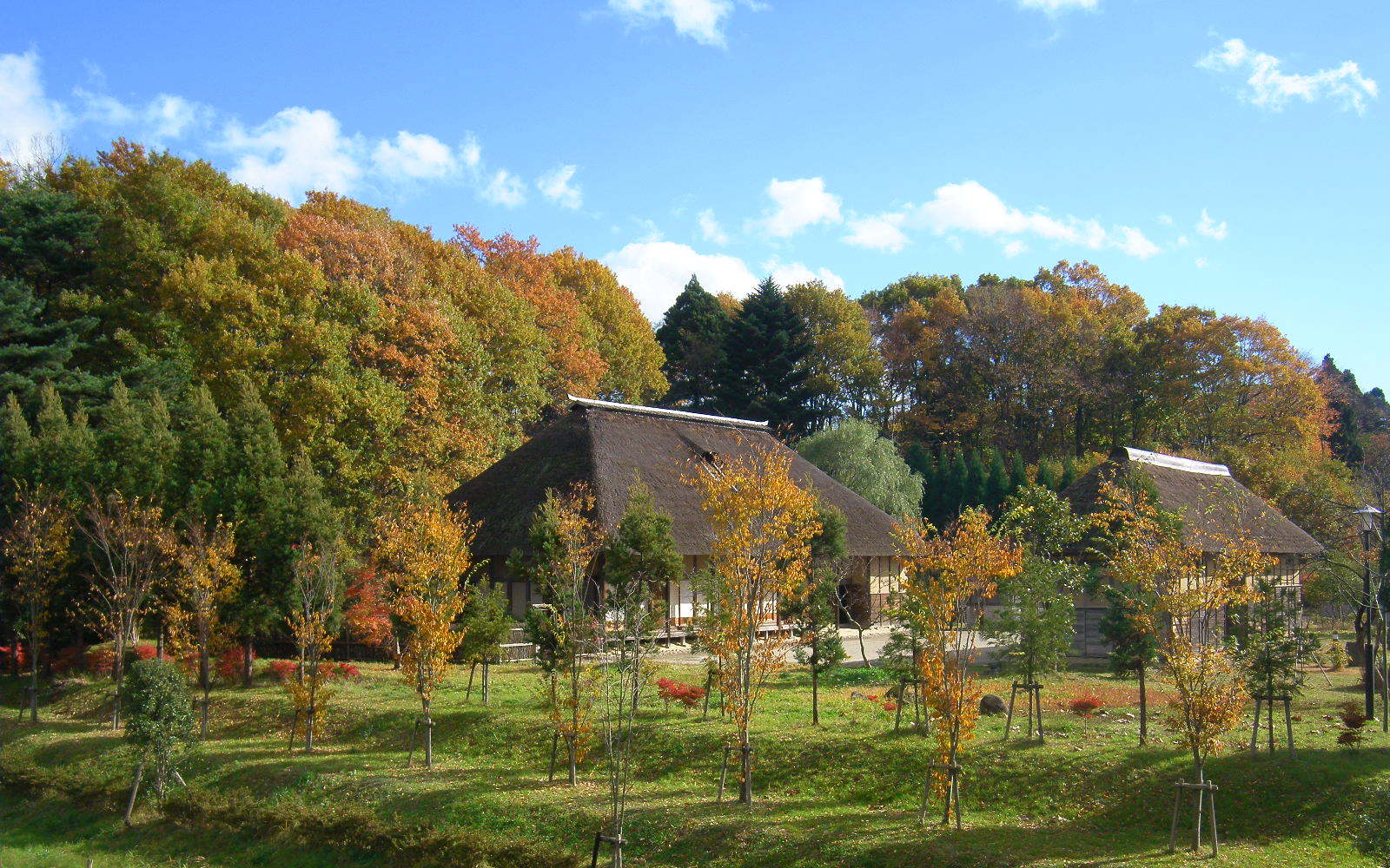 Tohoku Autumn