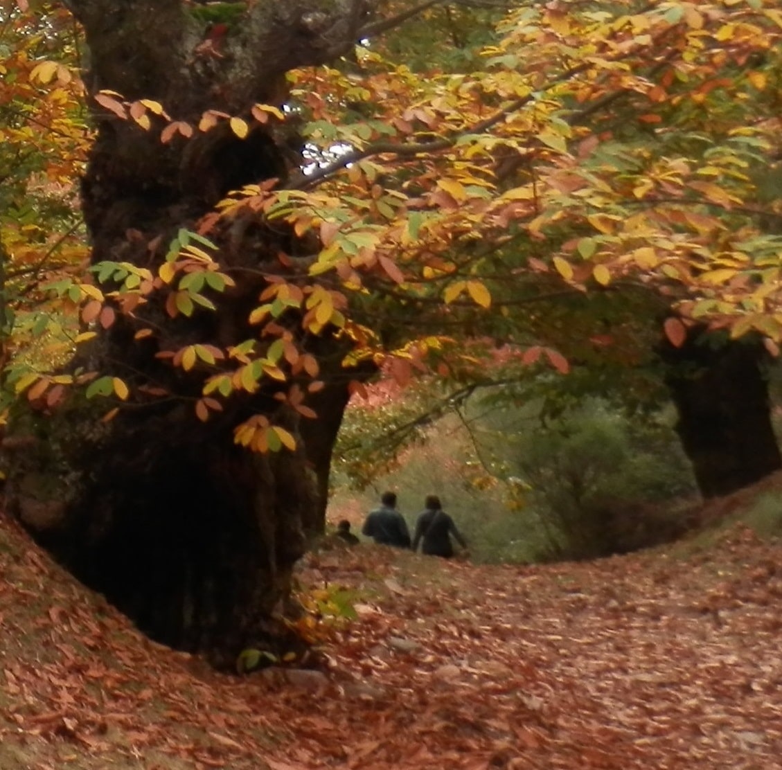 Shinrin Yoku Forest Bathing in Japan