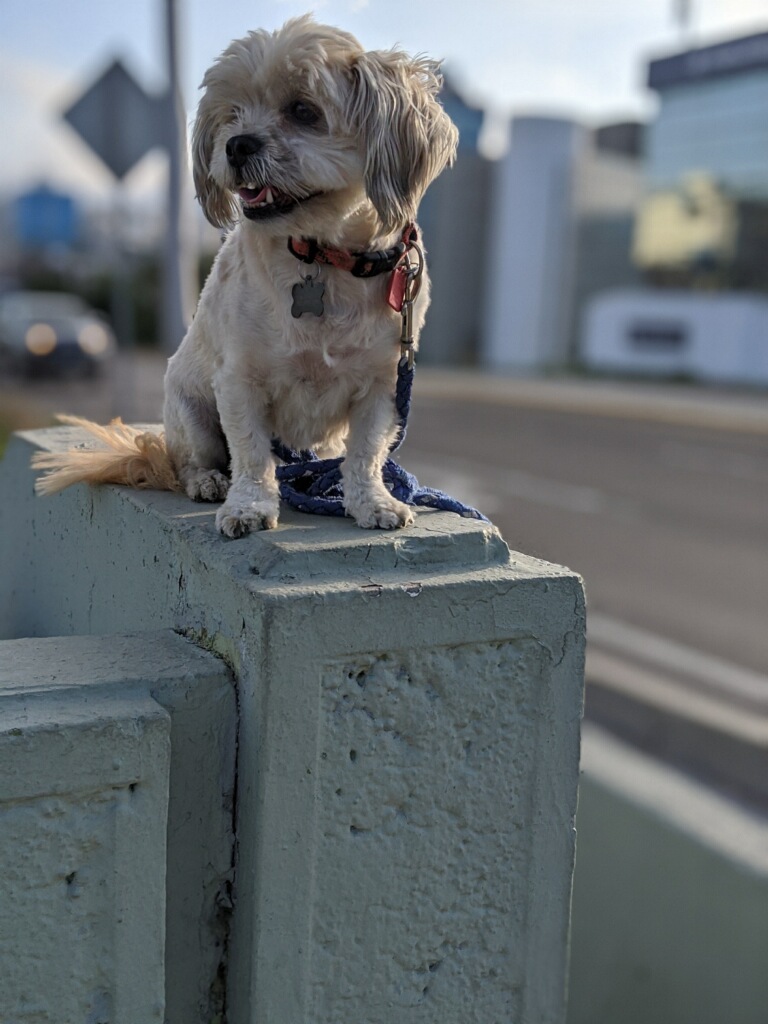 Travel puppy